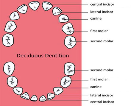 children teeth kids treatment milkteeth milk orthodontics preventive primary teeth