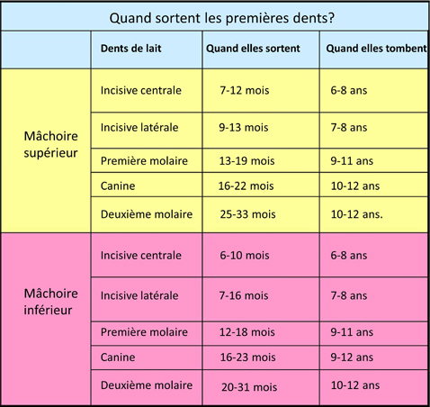 ☑ quelles dents a quel age bebe