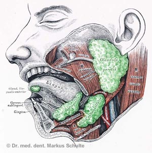 Speicheldrüsen - Illustration